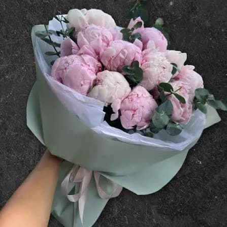 Peony Tenderness